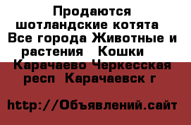 Продаются шотландские котята - Все города Животные и растения » Кошки   . Карачаево-Черкесская респ.,Карачаевск г.